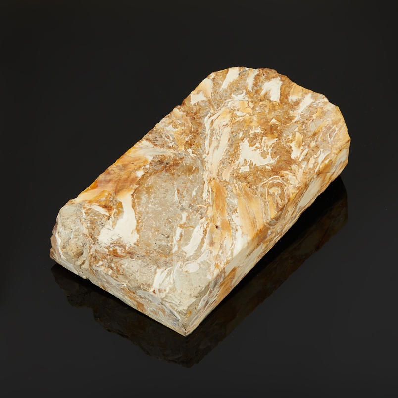 Окаменелость окаменелое дерево Словакия (12-16&nbsp;см)