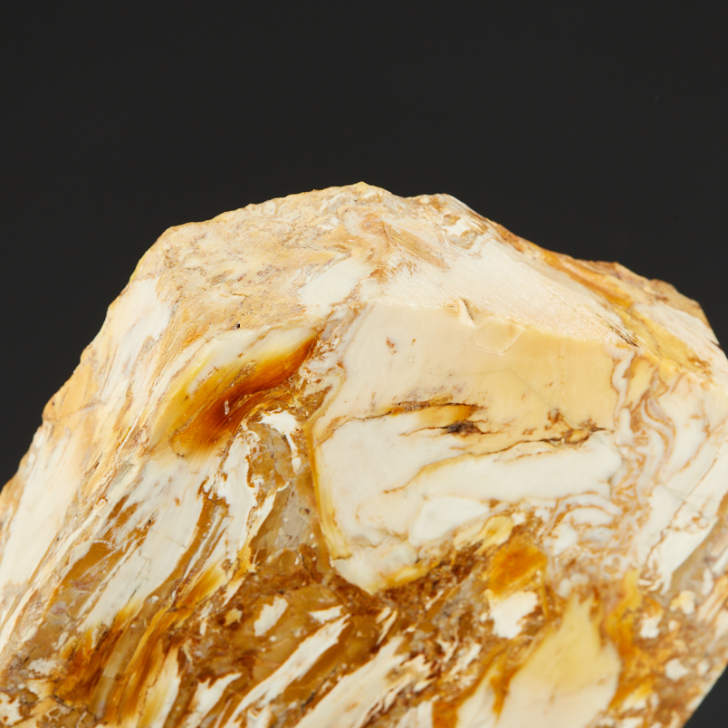 Окаменелость окаменелое дерево Словакия (12-16&nbsp;см)