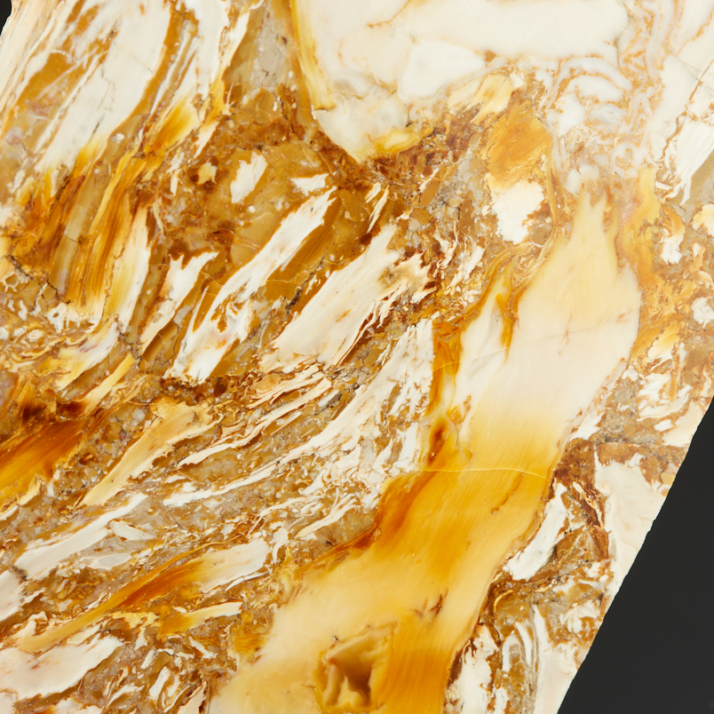 Окаменелость окаменелое дерево Словакия (12-16&nbsp;см)