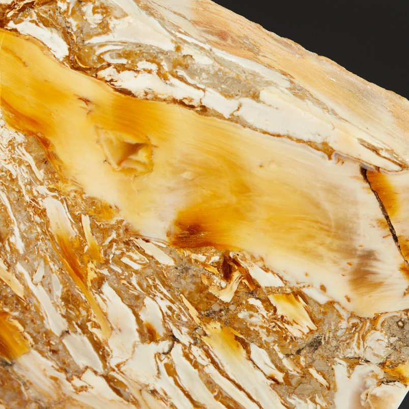 Окаменелость окаменелое дерево Словакия (12-16&nbsp;см)