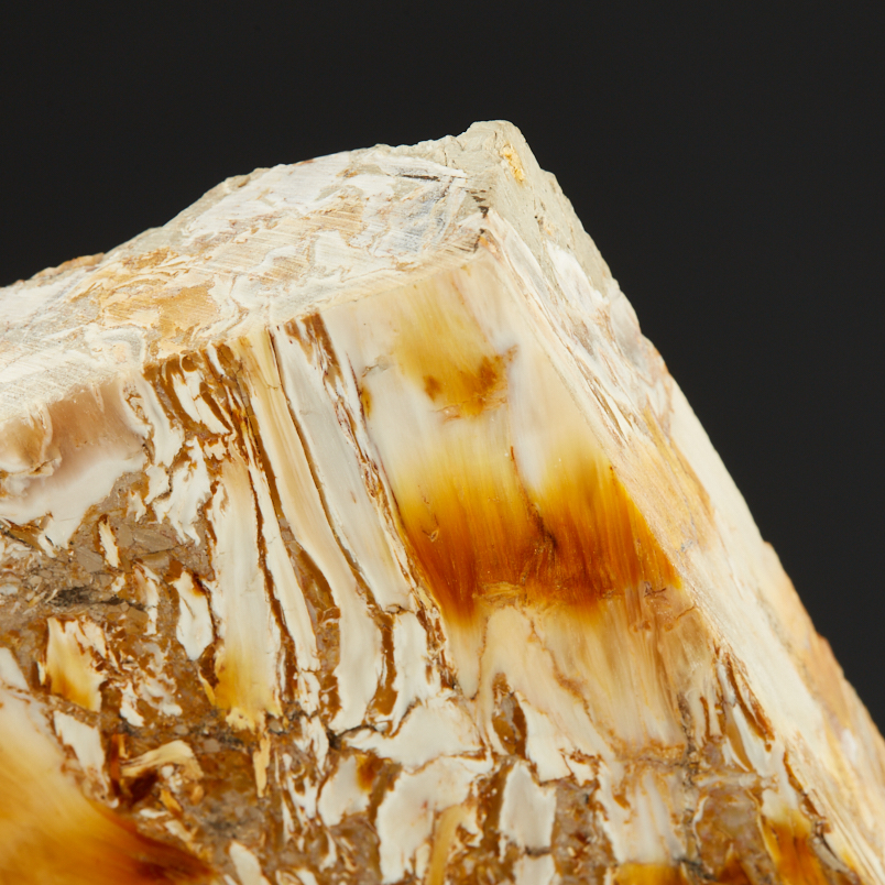 Окаменелость окаменелое дерево Словакия (12-16&nbsp;см)