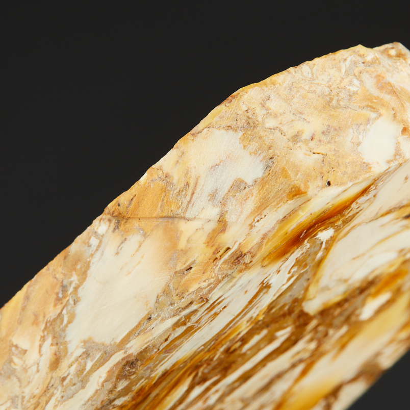 Окаменелость окаменелое дерево Словакия (12-16&nbsp;см)