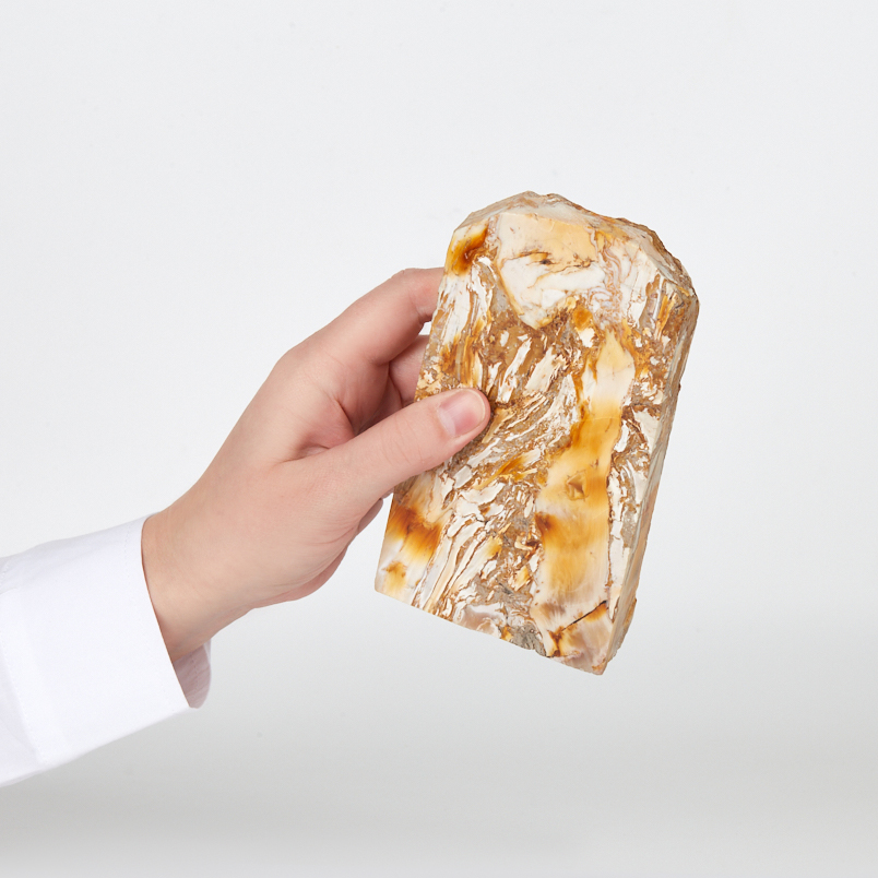 Окаменелость окаменелое дерево Словакия (12-16&nbsp;см)