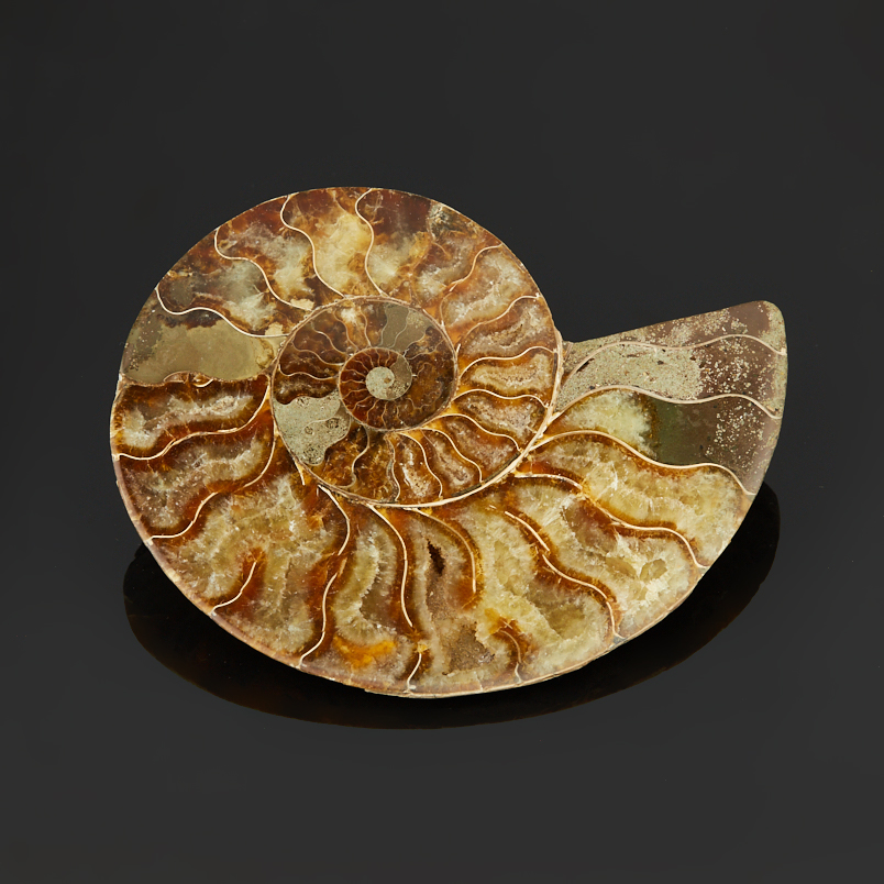 Аммонит Мадагаскар (7-12&nbsp;см)