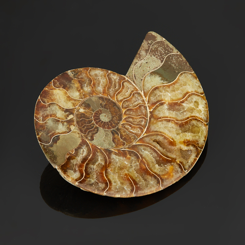 Аммонит Мадагаскар (7-12&nbsp;см)