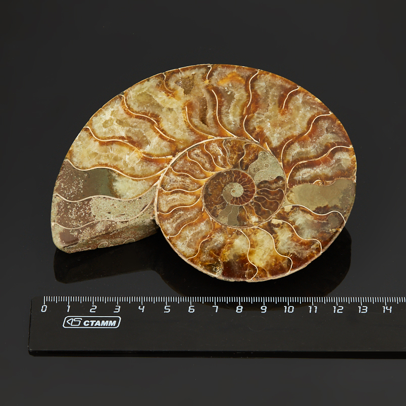 Аммонит Мадагаскар (7-12&nbsp;см)