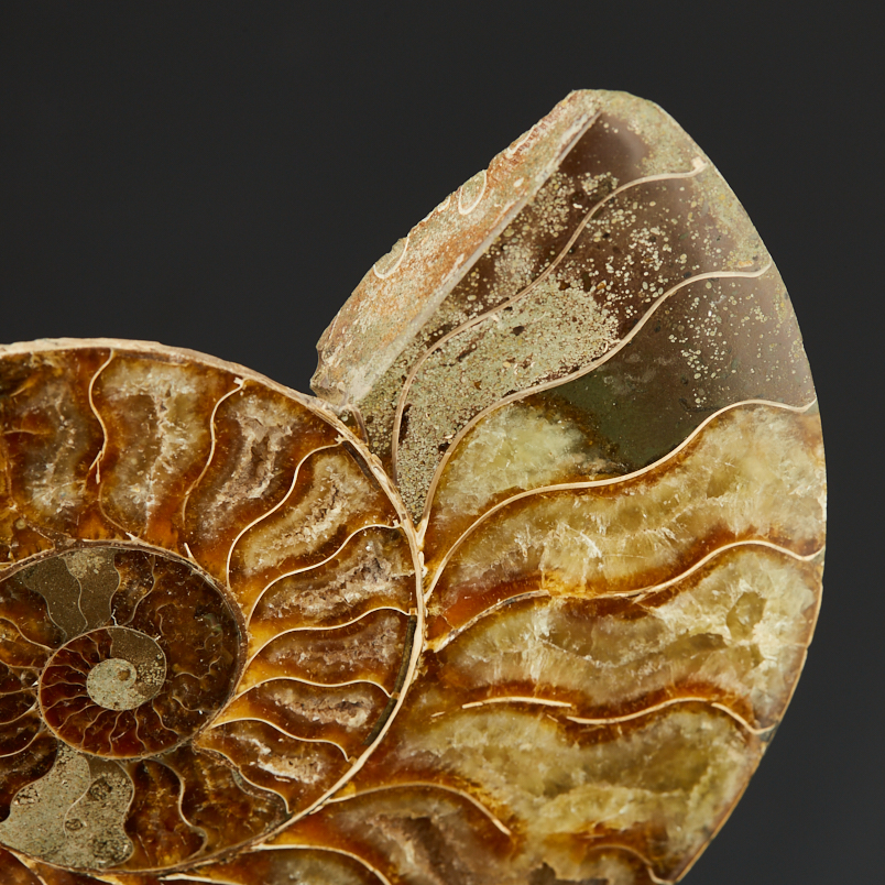 Аммонит Мадагаскар (7-12&nbsp;см)