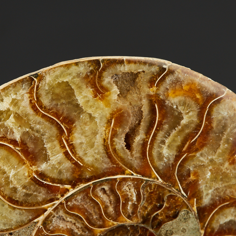 Аммонит Мадагаскар (7-12&nbsp;см)