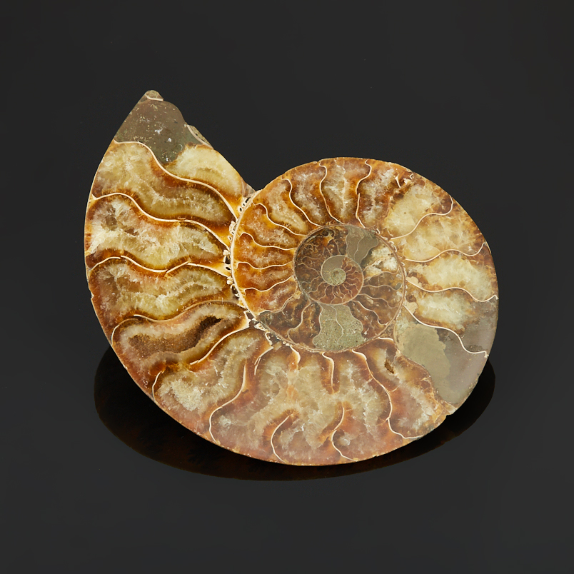 Аммонит Мадагаскар (7-12&nbsp;см)