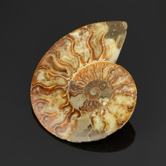 Аммонит Мадагаскар (7-12 см)