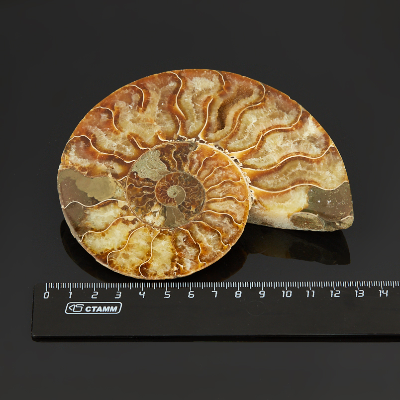 Аммонит Мадагаскар (7-12&nbsp;см)