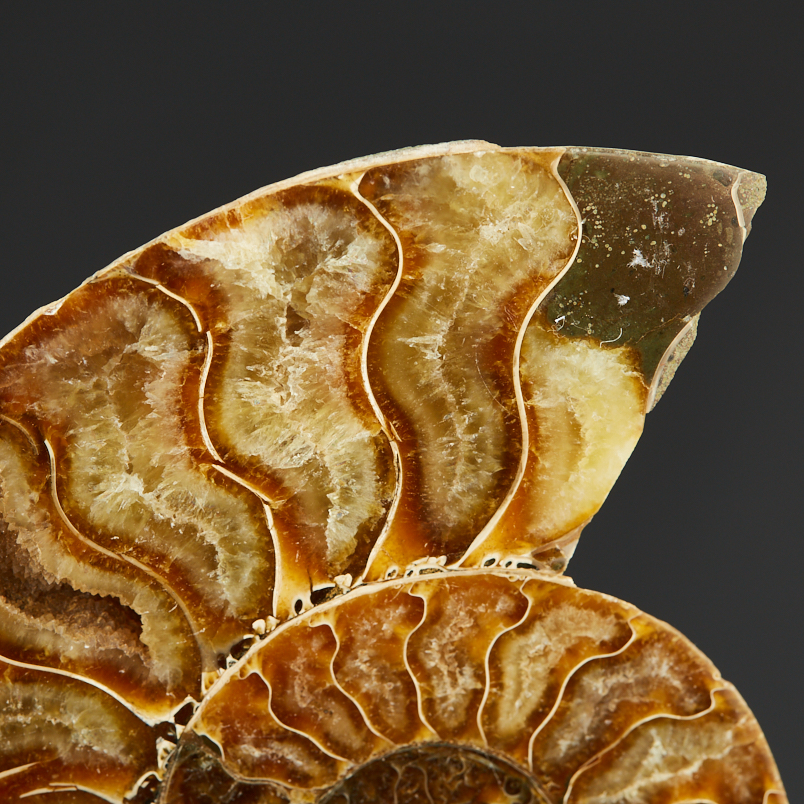 Аммонит Мадагаскар (7-12&nbsp;см)