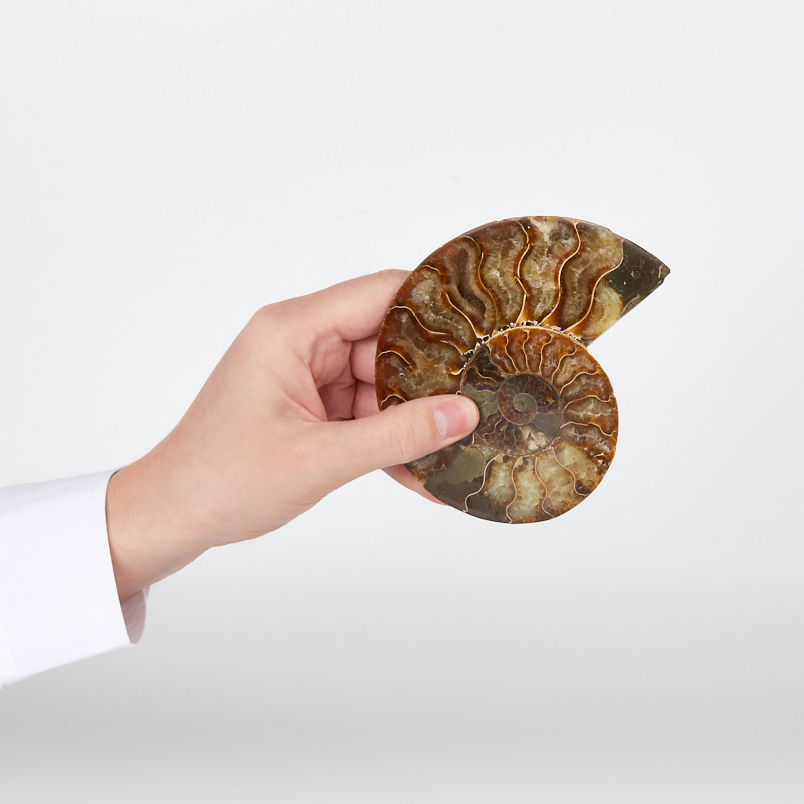 Аммонит Мадагаскар (7-12&nbsp;см)