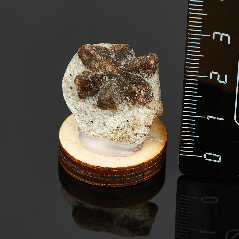 Образец ставролит Россия 2-3&nbsp;см (на подставке)