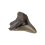 Зуб акулы Carcharocles megalodon США 9-12&nbsp;см