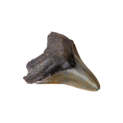 Зуб акулы Carcharocles megalodon США 9-12 см