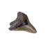 Зуб акулы Carcharocles megalodon США 9-12 см
