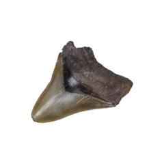 Зуб акулы Carcharocles megalodon США 9-12 см