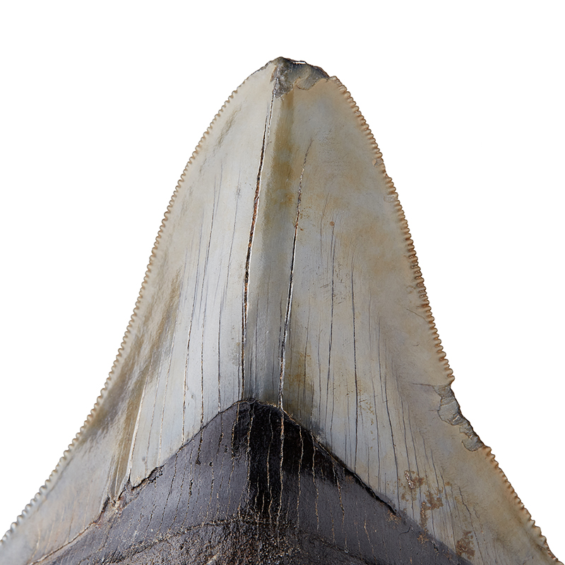 Зуб акулы Carcharocles megalodon США 9-12&nbsp;см