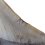 Зуб акулы Carcharocles megalodon США 9-12&nbsp;см