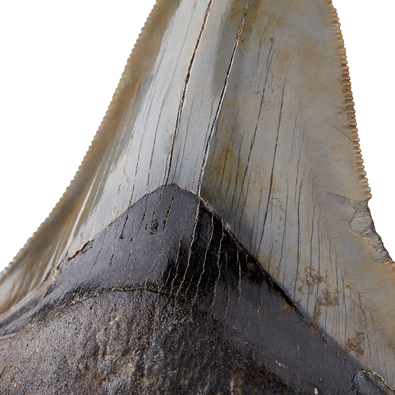 Зуб акулы Carcharocles megalodon США 9-12&nbsp;см