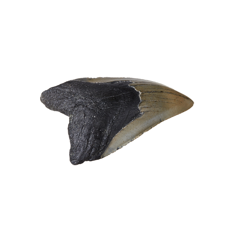 Зуб акулы Carcharocles megalodon США 9-12&nbsp;см