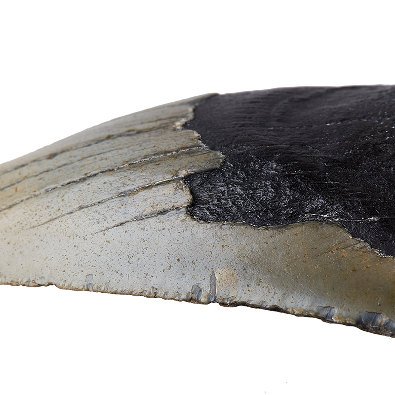 Зуб акулы Carcharocles megalodon США 9-12&nbsp;см