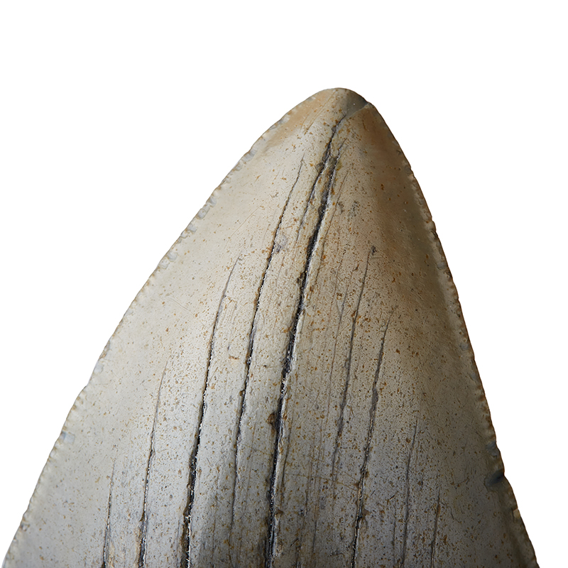 Зуб акулы Carcharocles megalodon США 9-12&nbsp;см