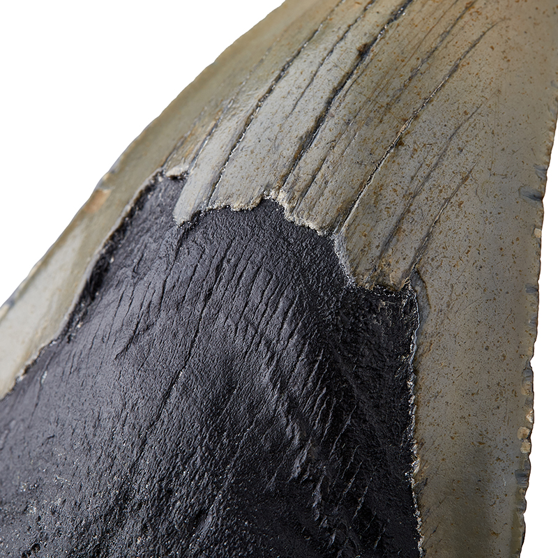 Зуб акулы Carcharocles megalodon США 9-12&nbsp;см