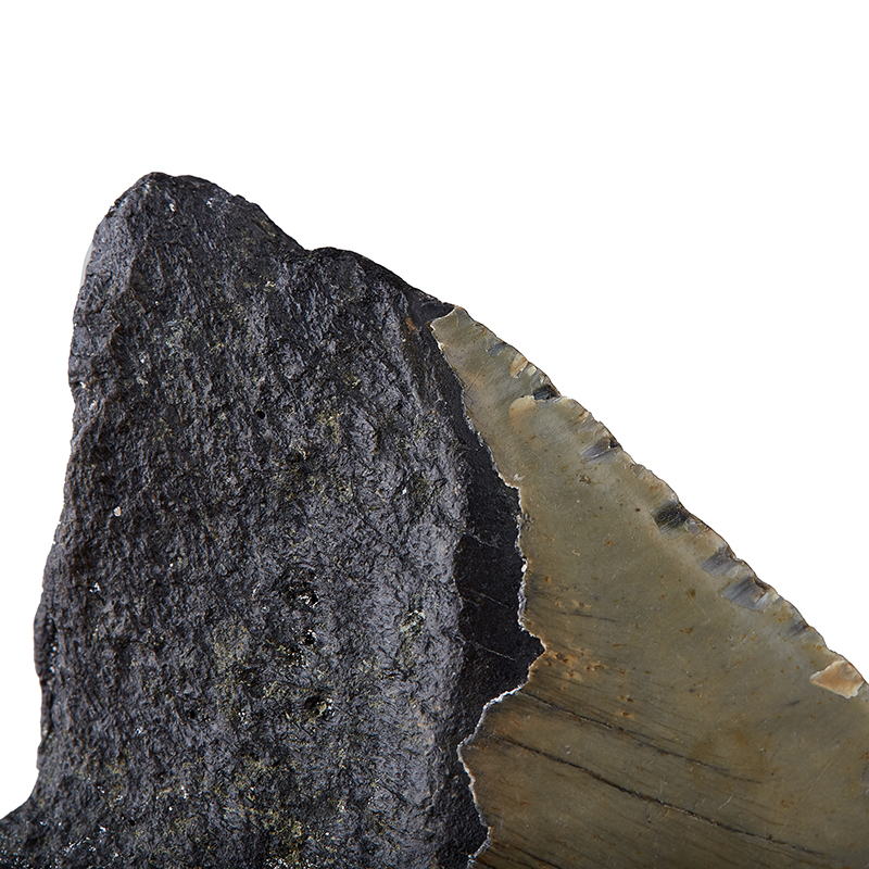 Зуб акулы Carcharocles megalodon США 9-12&nbsp;см