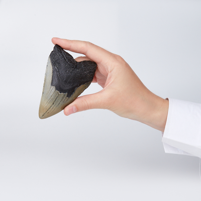 Зуб акулы Carcharocles megalodon США 9-12&nbsp;см