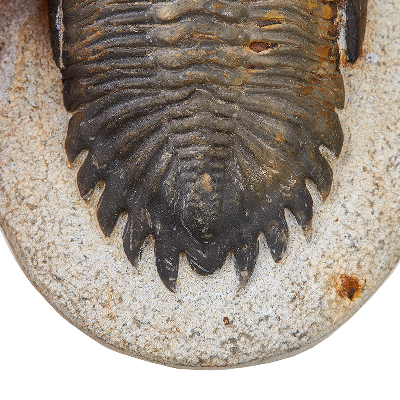 Трилобит Hollardops mesocristata Марокко 7-9&nbsp;см