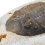 Трилобит Hollardops mesocristata Марокко 7-9&nbsp;см