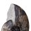 Аммонит Arctoceras septentrionale Россия 12-16&nbsp;см (на подставке)