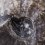 Аммонит Arctoceras septentrionale Россия 12-16&nbsp;см (на подставке)