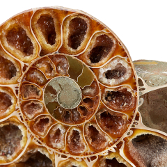 Аммонит Desmoceras sp. Мадагаскар 9-12 см (на подставке)
