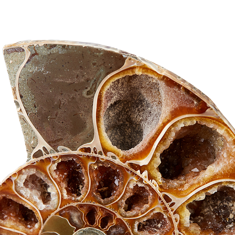 Аммонит Desmoceras sp. Мадагаскар 9-12&nbsp;см (на подставке)