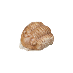 Трилобит Asaphus lepidurus Россия 4-5 см