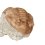 Трилобит Asaphus lepidurus Россия 4-5&nbsp;см