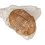 Трилобит Asaphus lepidurus Россия 9-12&nbsp;см