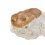 Трилобит Asaphus lepidurus Россия 9-12&nbsp;см