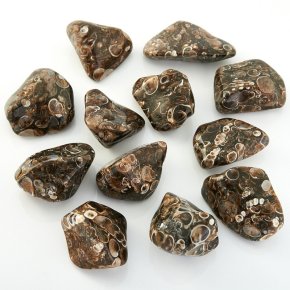 Галтовка агат черепаховый США (2-2,5 см) (1 шт)