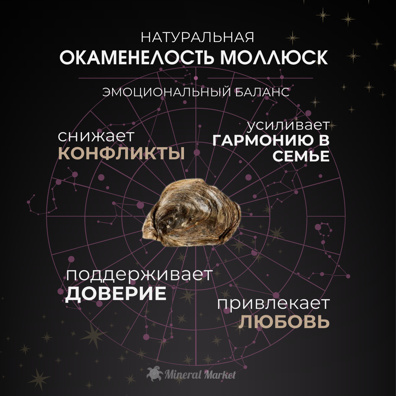 Сердечко Astraea rugosa Мадагаскар 3-3,5 см
