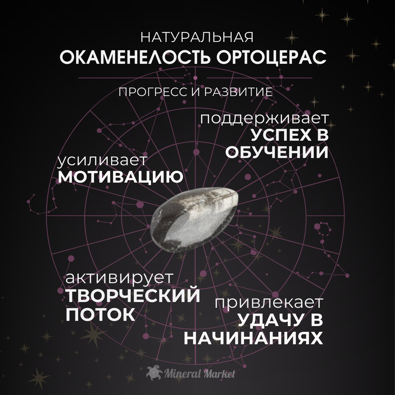 Окаменелость Марокко 5-7 см (1 шт)