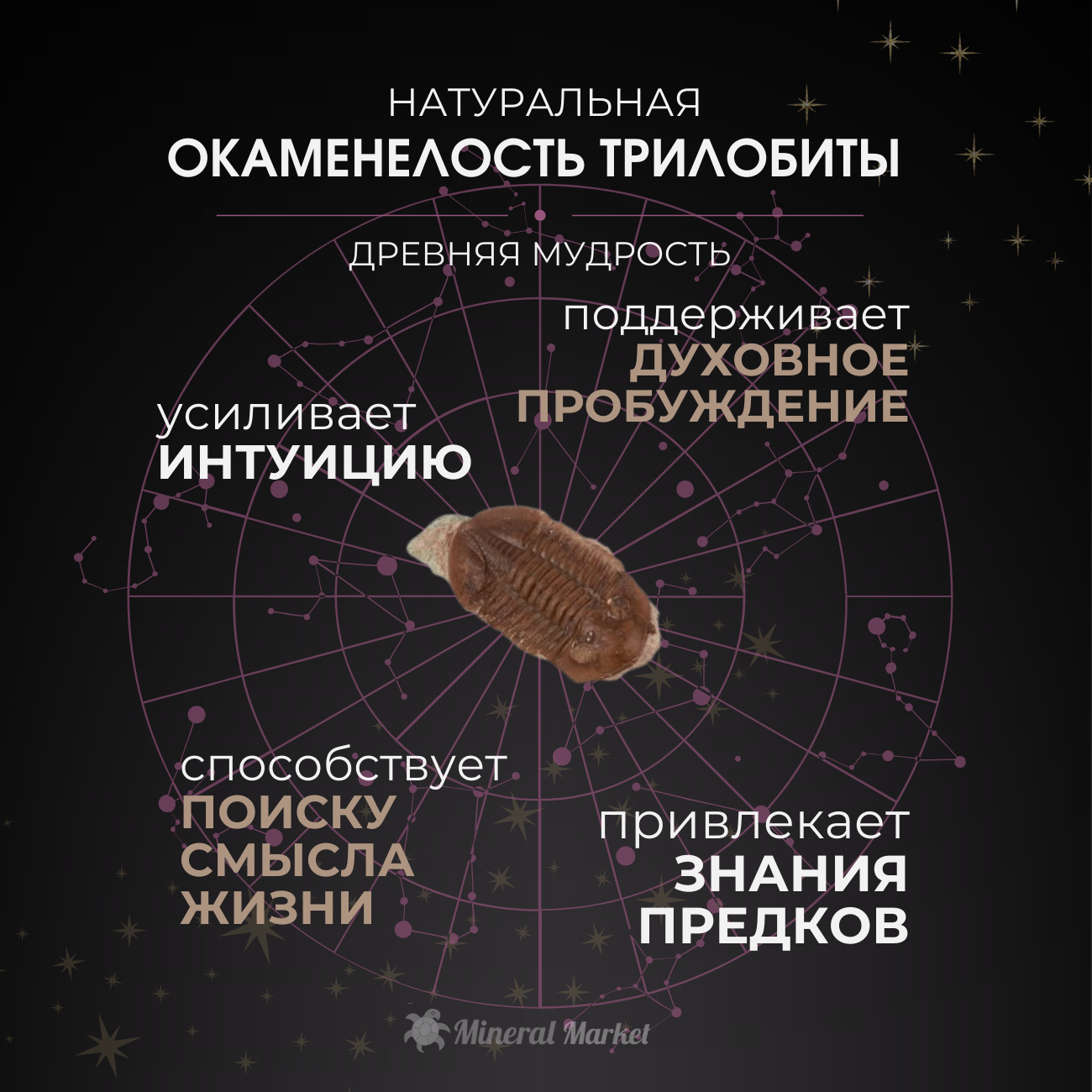 Окаменелость Россия S (4-7 см)